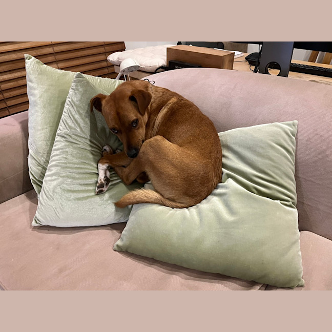 Photo of Diggie Smalls