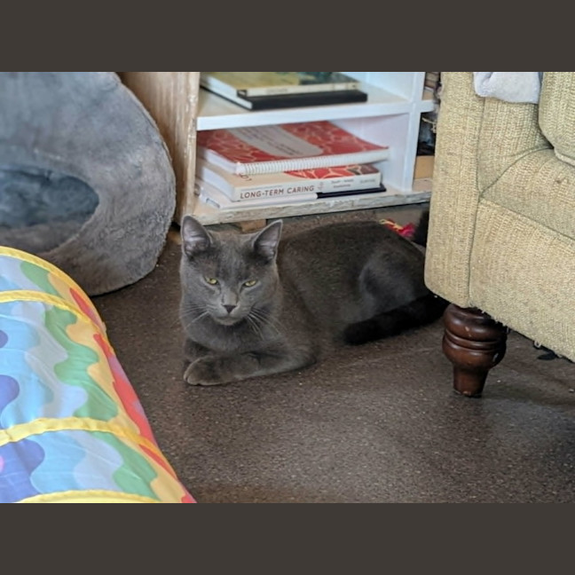 Photo of Arlo *9 Lives Project Rescue*