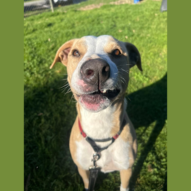 Photo of Fifi 