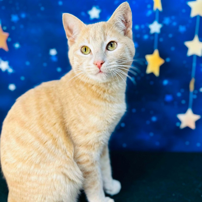 Photo of Radley   Located In Westmeadows