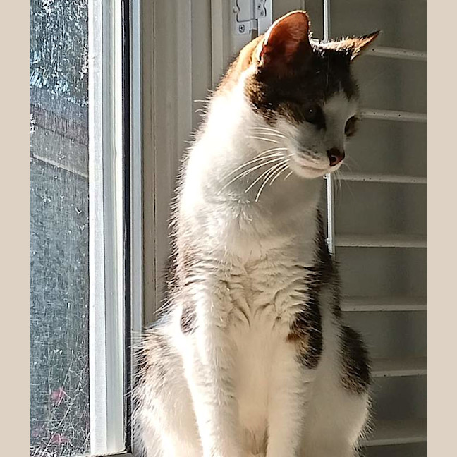 Photo of Tippy