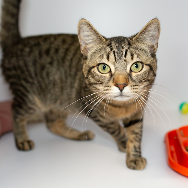 Photo of Clawde Monet