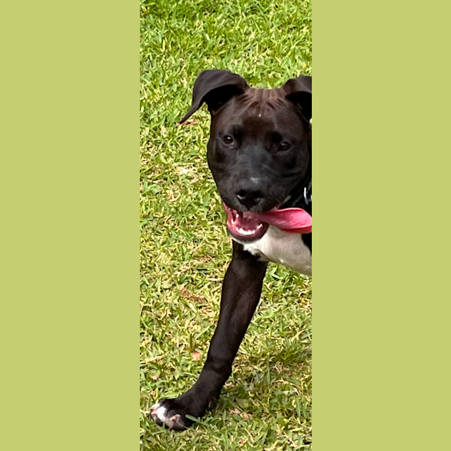 Photo of Junior   4 Month Old Staffy X