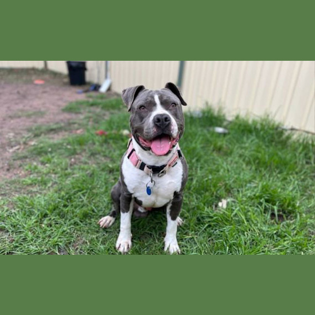 Photo of Boof
