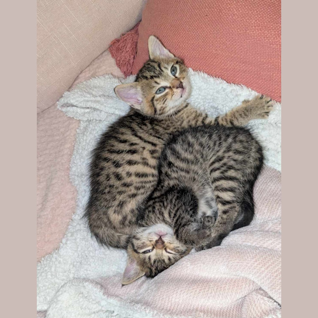 Photo of Rosie & Bailey 