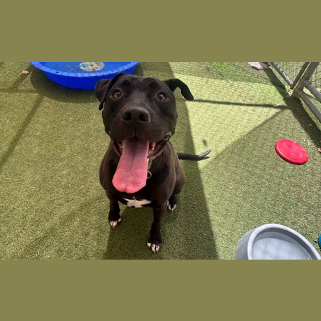 Photo of Jet