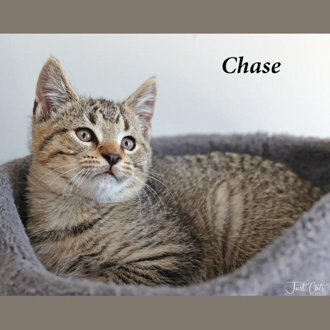 Photo of Chase