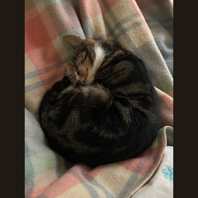 Photo of Winter *9 Lives Project Rescue*