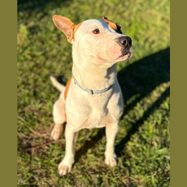Photo of Goose (8850)