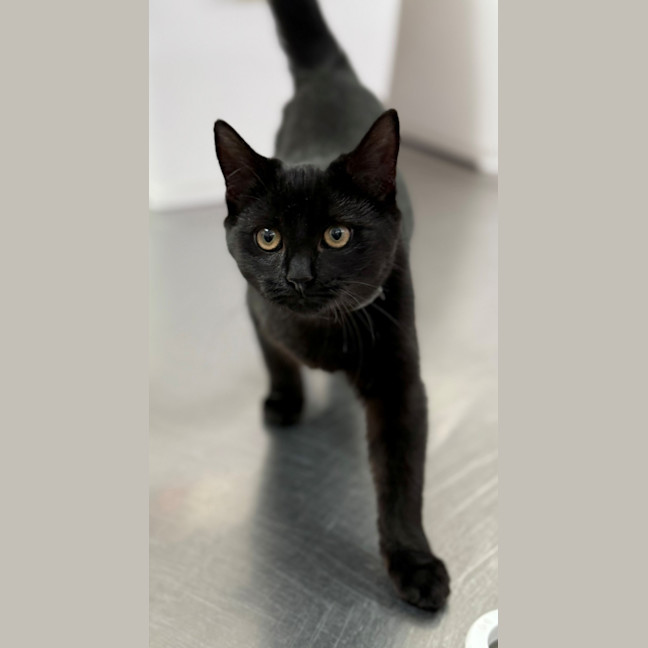 Photo of Truffle (8987)