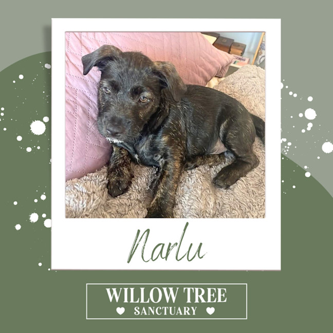 Photo of Narlu 