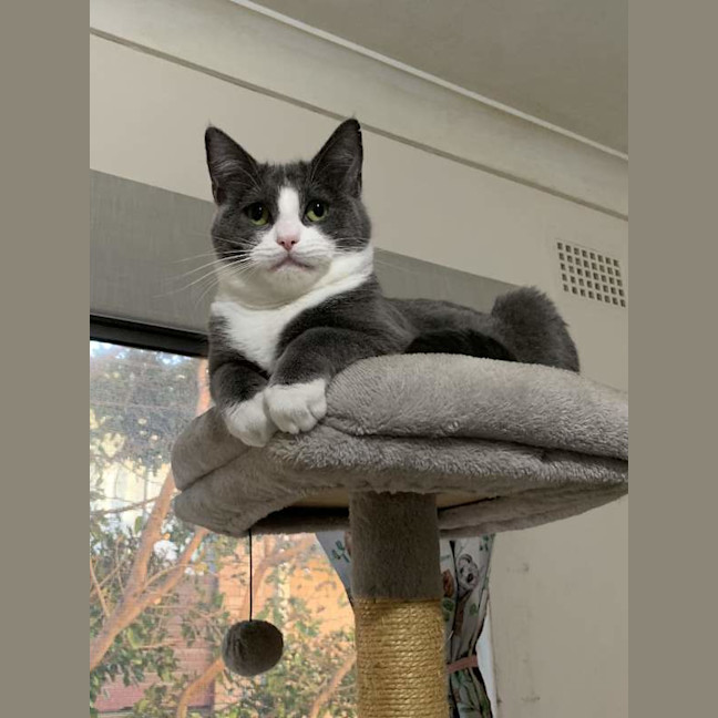 Photo of Clover