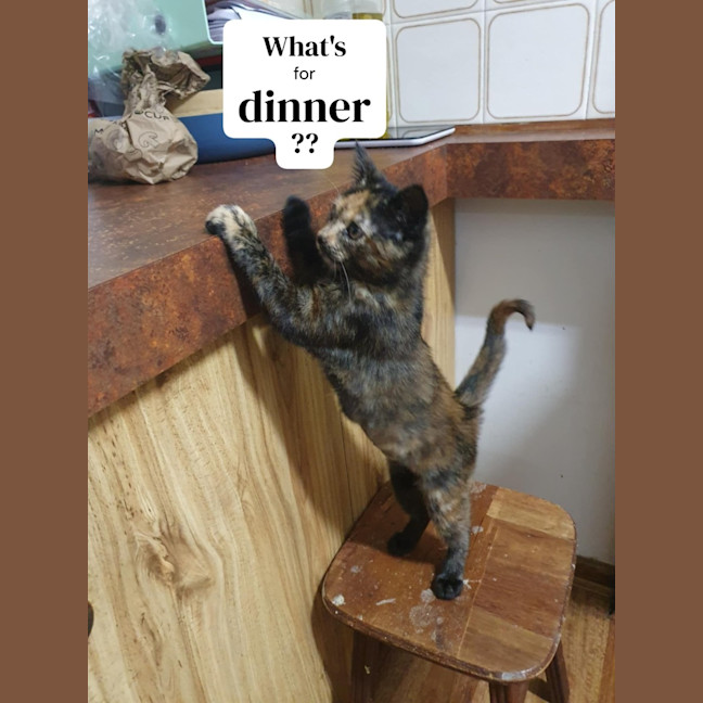 Photo of Blanch 🌸