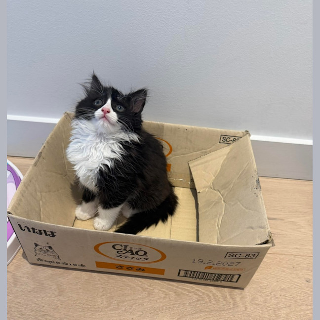 Photo of Chaos Monkey & Splunk 