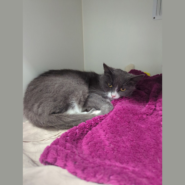 Photo of Muffin