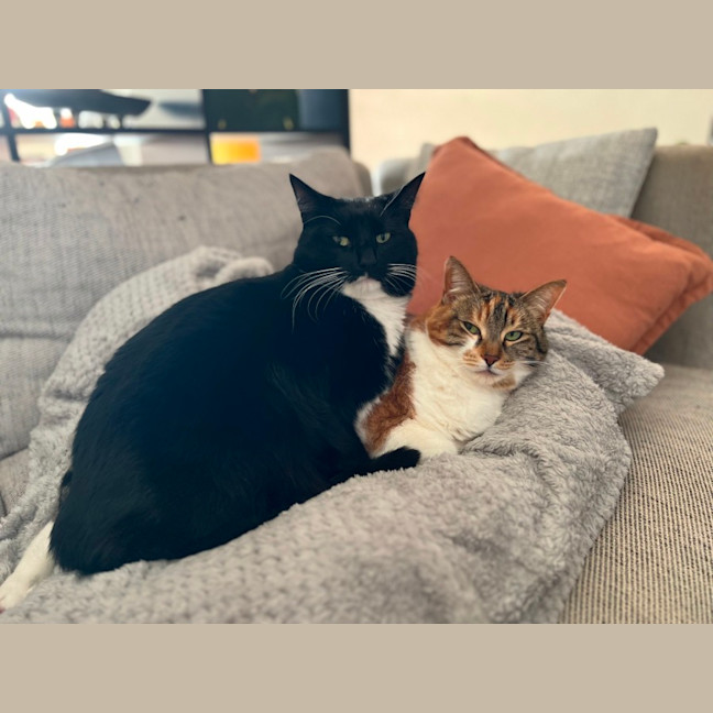 Photo of Flip & Bagel   The Chunky Monkeys