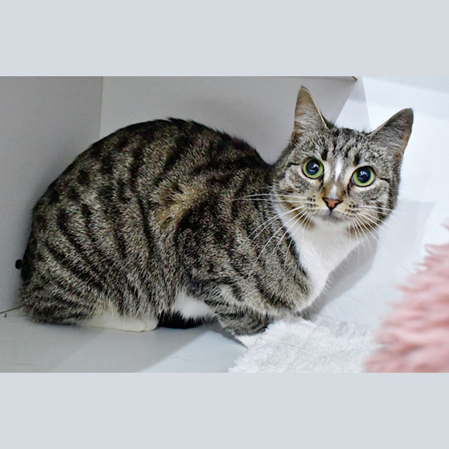 Photo of Meringue