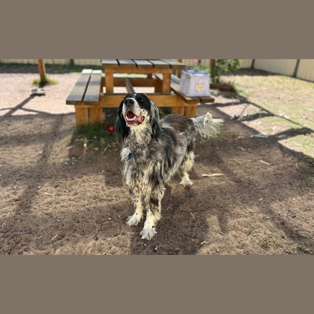 Photo of Pippa