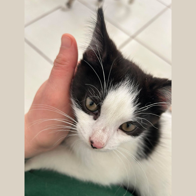 Photo of James *9 Lives Project Rescue*