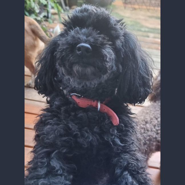 Photo of Hershey & Sugar 💗