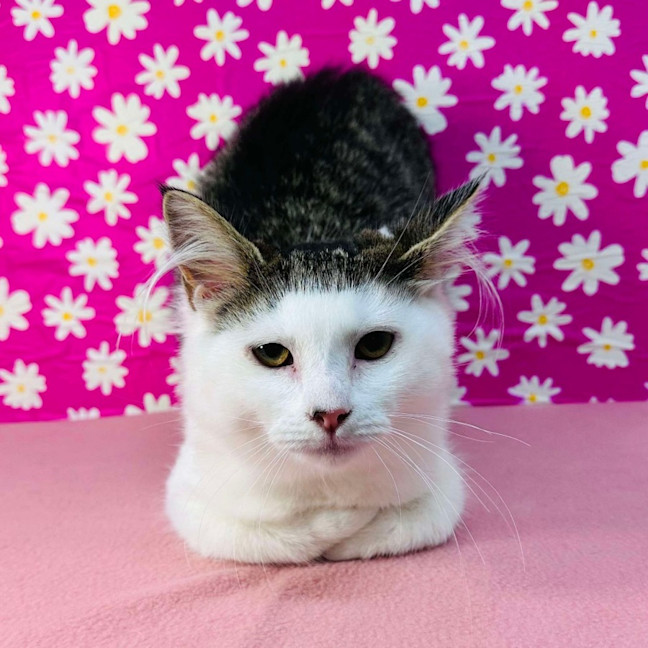 Photo of Edith   Located In Brunswick East