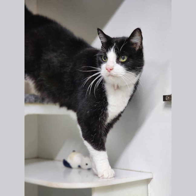 Photo of ☘ Dougal 6089 ☘