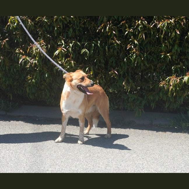Photo of Whisper