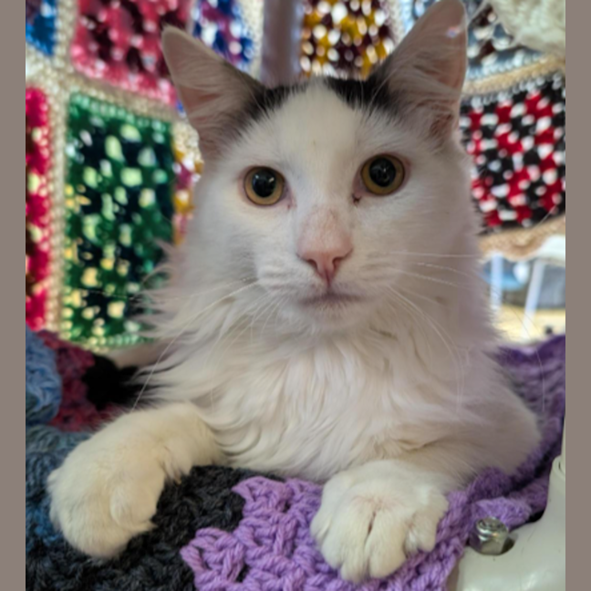 Photo of Nimbus (Snuggles) 