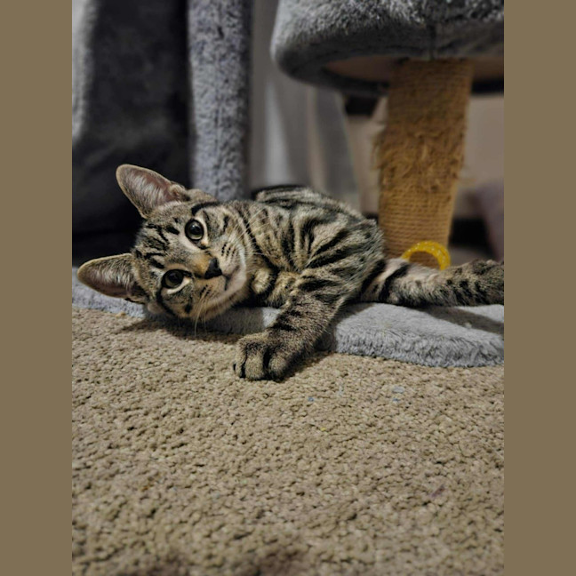 Photo of Oscar   Located In Boronia 