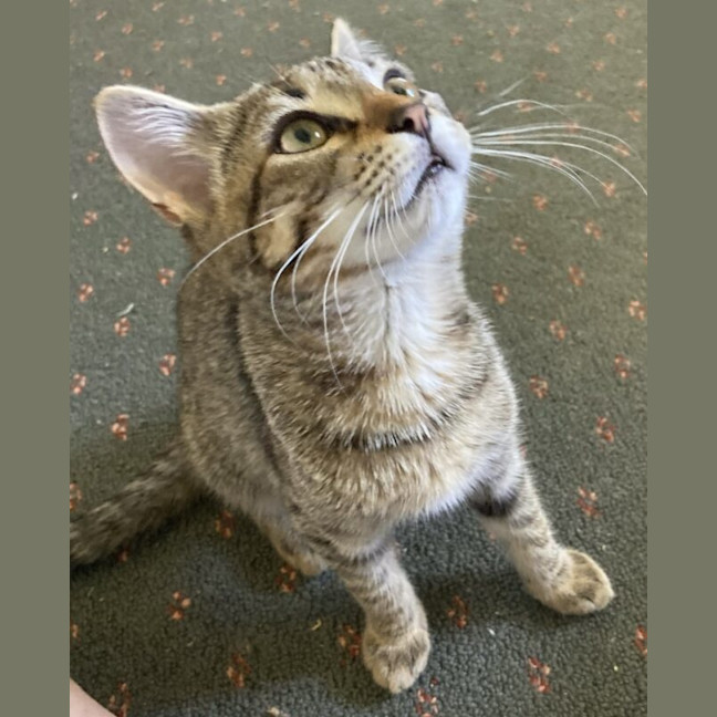 Photo of Pepper