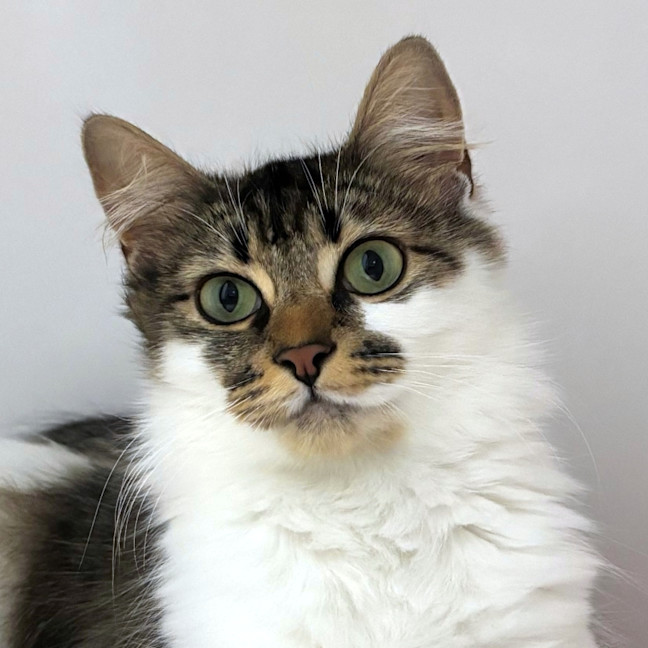 Photo of Sundae Sta012996