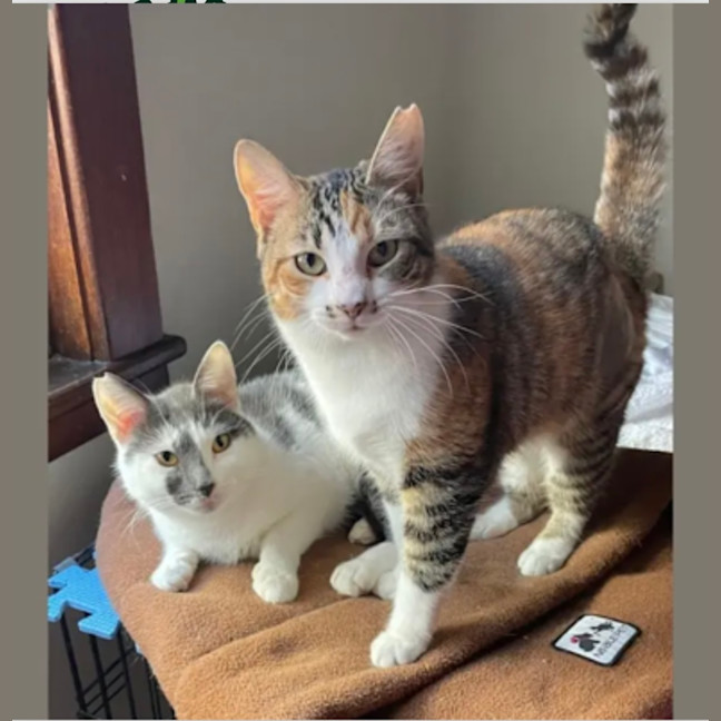 Photo of Freckles And Patches 