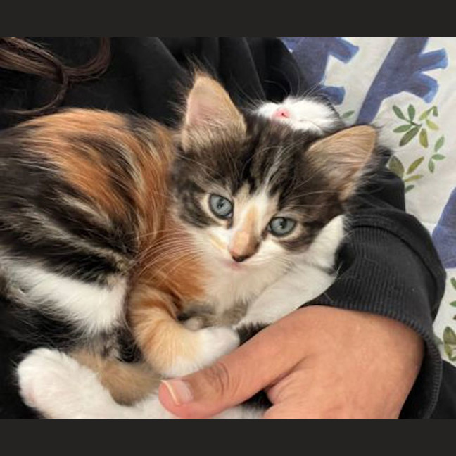 Photo of Mochi