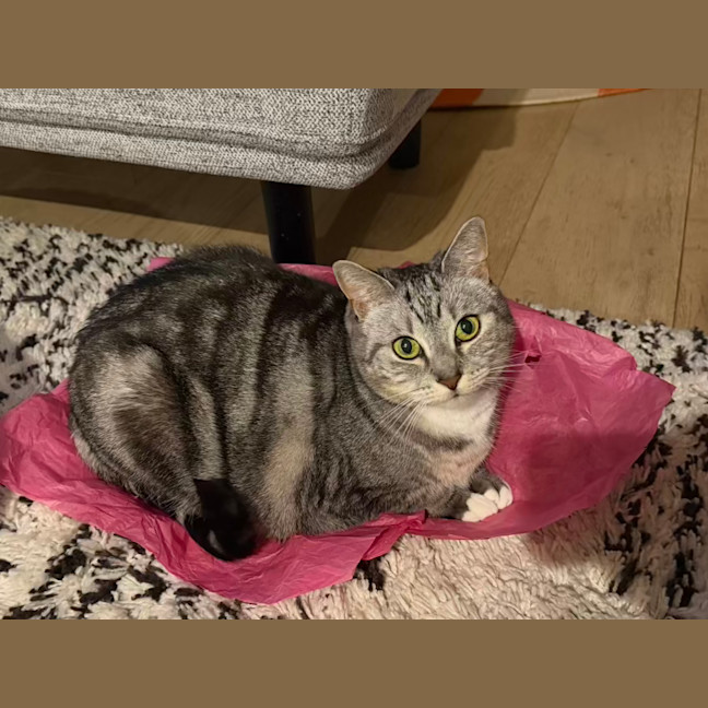 Photo of Sadie