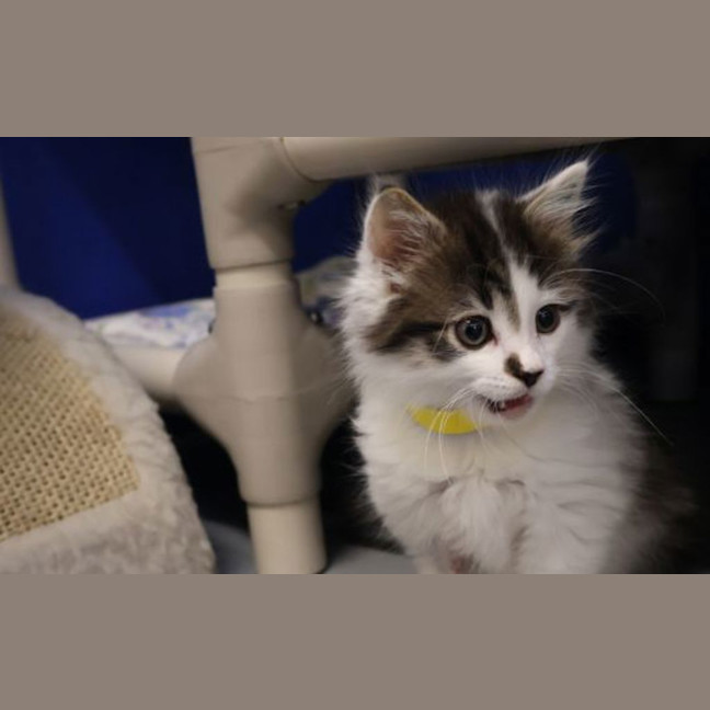 Photo of Moogie