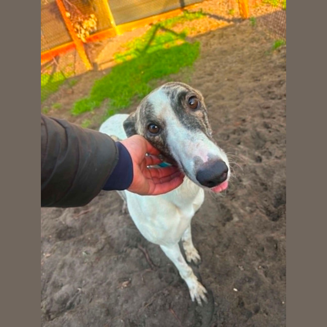 Photo of Karma   Greyhound Boy