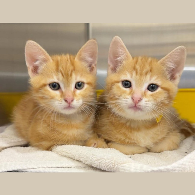 Photo of B1 (In Foster Care In Templestowe)