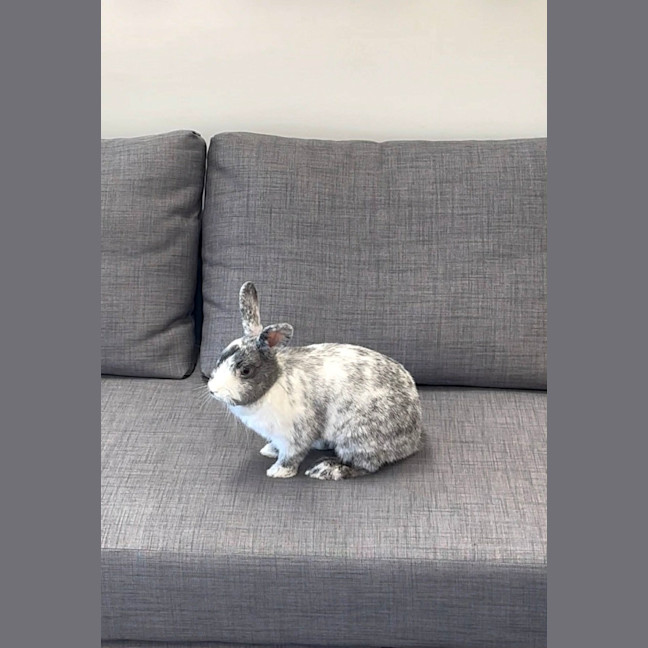Photo of Cotton