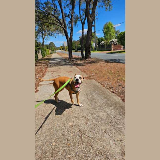 Photo of Shelby