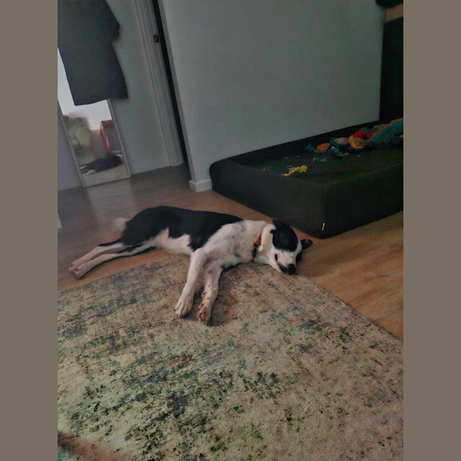 Photo of Dulcie