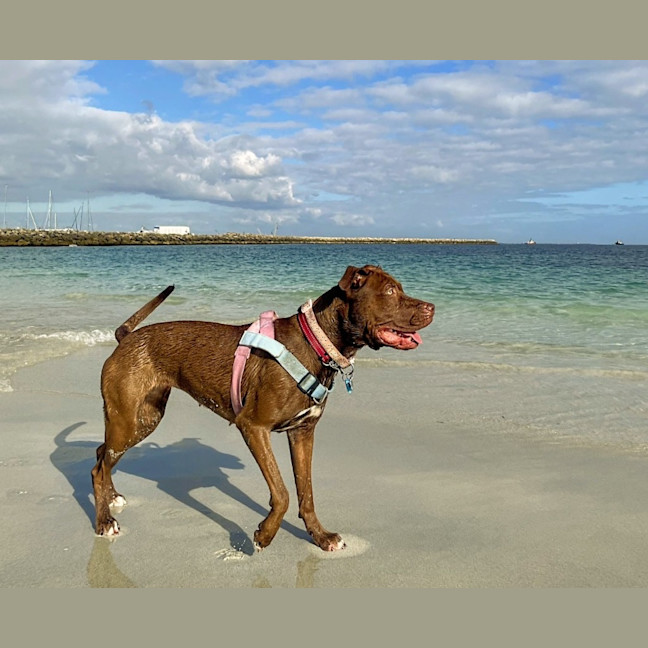 Photo of Coco