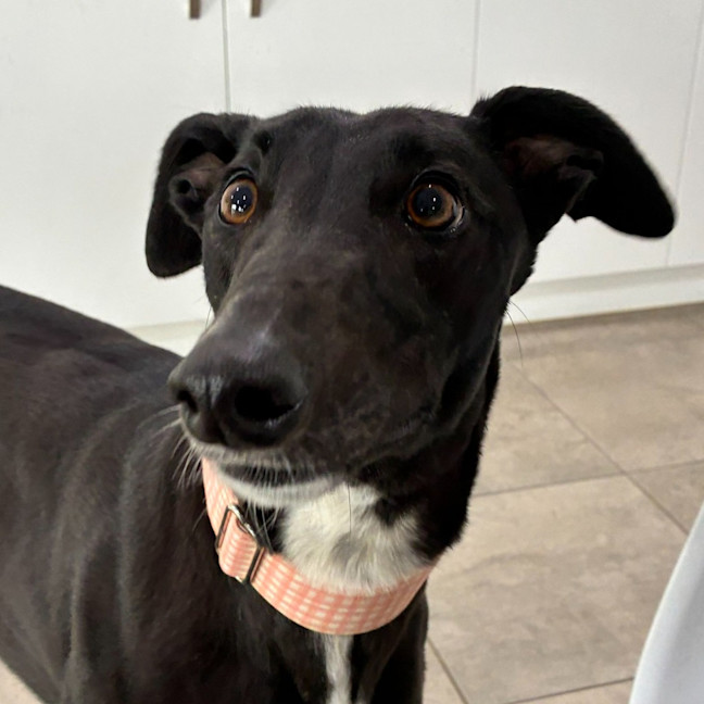 Photo of Cadence The Greyhound