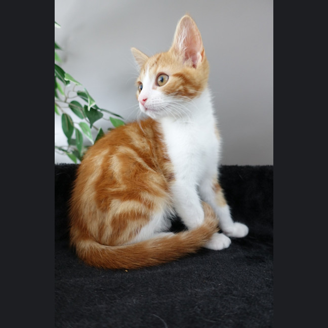 Photo of Tiger
