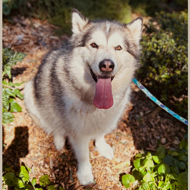 Photo of Talula