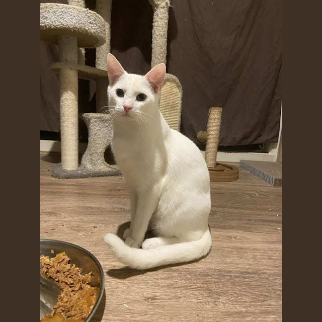 Photo of Koko