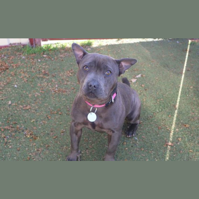Photo of Staffiny Blue Roo
