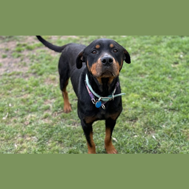 Photo of Ziggy