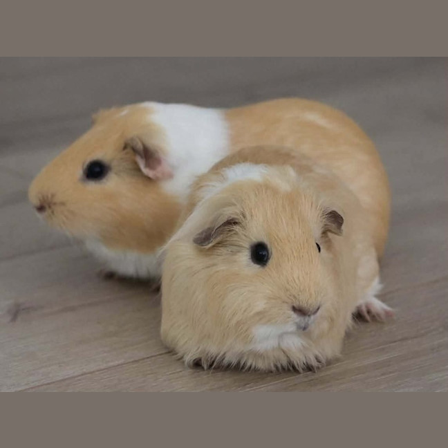 Photo of Waffles & Pancake