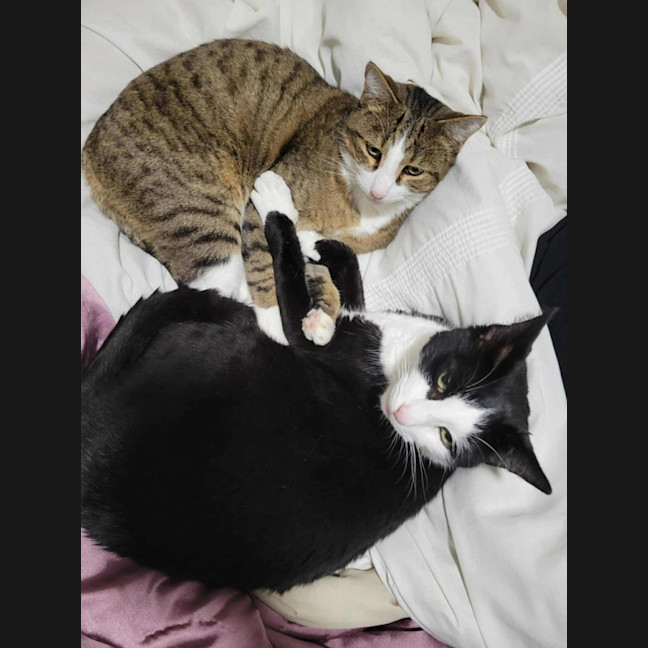 Photo of Loki & Pudding   Located In Coburg