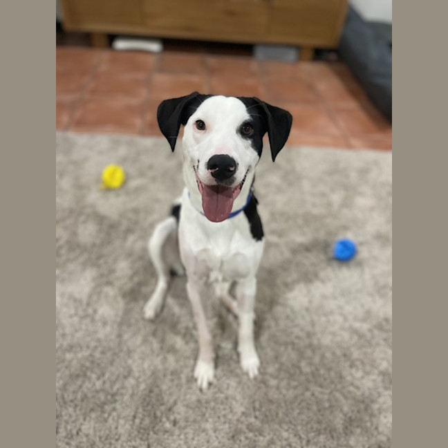 Photo of Oscar